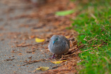 色鮮やかなオーストラリアの野鳥