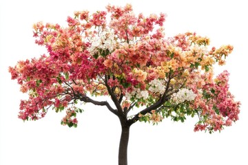 Obraz premium A tree in full bloom, isolated on white, showcasing a variety of colorful and delicate flowers
