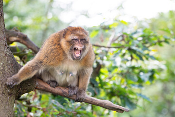 Barbary macaque ape, angry rhesus monkey on a tress, wildlife of North Africa, habitat rainforest jungle