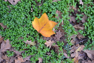 autumn leaves on the ground