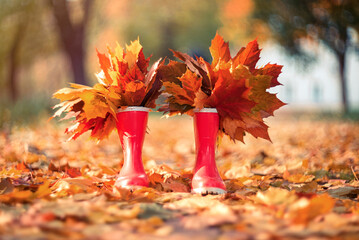 Autumn still life. Rubber boots with multi-colored maple leaves in the autumn park.