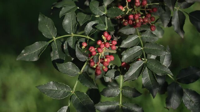 pepper on tree