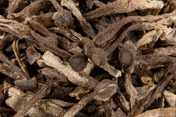 closeup of lyophyllum decastes mushrooms background.