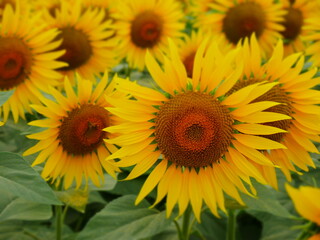 初夏のひまわり畑