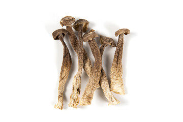 Lyophyllum decastes isolated on white background.