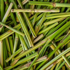 Fototapeta premium Lemongrass texture background, cymbopogon pattern, barbed wire grass banner, silky heads or oily heads