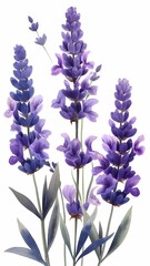 Obraz premium Lavender Flower Isolated on White Background