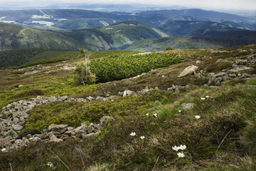 Fototapeta premium landscape in the mountains