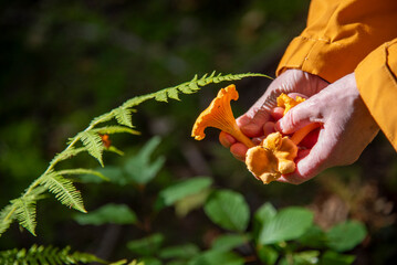 Eligible mushrooms in forest