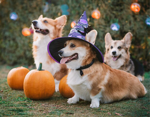 A photo of dogs wearing Halloween costume with pumpkins. Three Corgis playing in the backyard.

