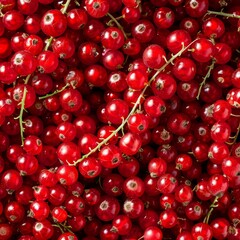 Red currant berries texture background, Ribes rubrum fruits pattern, many redcurrant mockup, pink berries