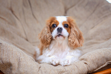 dog puppy cavalier king charles spaniel sits on chair at home. pet