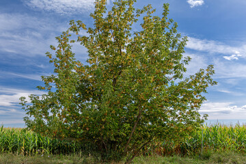 Obraz premium Maple. Acer negundo and cornfield in late summer.