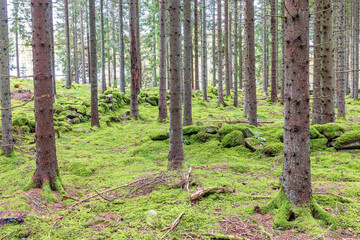 Obraz premium Forest landscape with moss covered stone walls