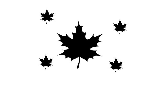 Zoom in and out animation the maple leaf symbol. Large black symbol in the center and four small symbols around. Seamless looped 4k animation on white background