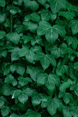 Ivy leaves. Green leaf nature background.