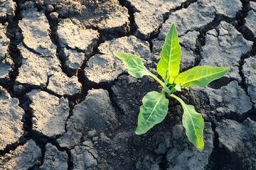  Plant growing in cracked soil, drought resilience, climate change impact, dry land farming, soil conservation, water scarcity, sustainable agriculture, environment, adaptation, eco-friendly farming