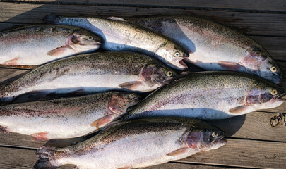 freshly caught trout lies on a wooden table
