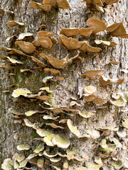 Trunk covered in Turkey-tail mushrooms