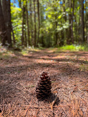 Pine cone on forest trail