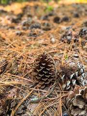 Pine cones on a bed of needles