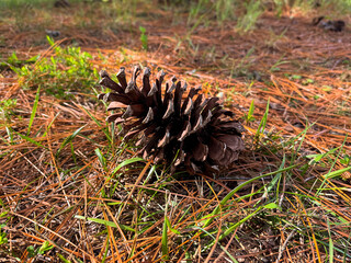 Pine cone on needles