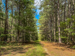 Farm back road through pine forest