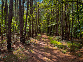 Pine Trail