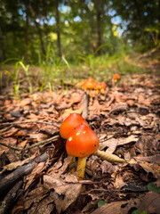 Nibbled Amanita Jacksonii