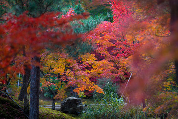 autumn in japan