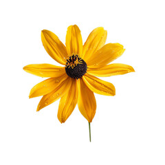 Fototapeta premium Single yellow daisy flower with water droplets on its petals is shown blooming against a white background