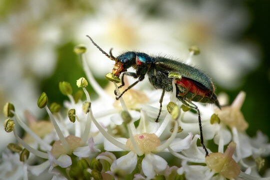 Zweifleckiger Zipfelk&auml;fer (Malachius bipustulatus) Weibchen frisst Pollen an Wiesen-B&auml;renklau (Heracleum sphondylium) in Baden-W&uuml;rttemberg, Deutschland