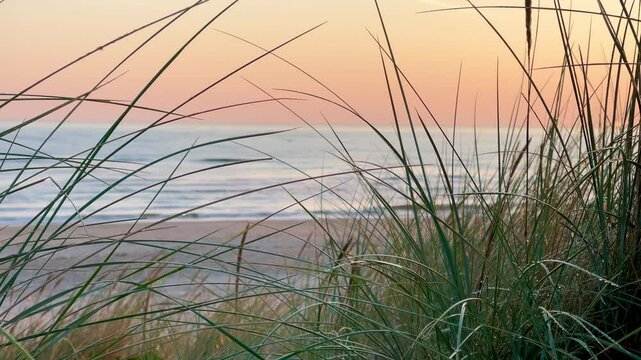 beach with dune grass on sunset light