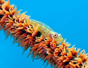 A Goby on a Whip coral Boracay Island Philippines