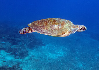 Obraz premium A Green Turtle swimming Boracay Island Philippines