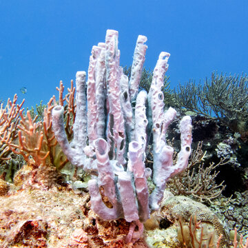 A Tube sea sponge on a reef Boracay Island Philippines
