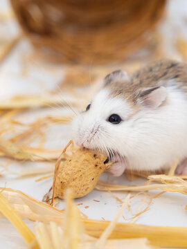 Roborovski hamster (Phodopus roborovskii), desert hamster, Robo dwarf hamster - the smallest of three species of hamster in the genus Phodopus.