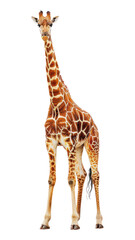 Obraz premium PNG The giraffe wildlife animal mammal.