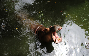 A hippopotamus in the water with its mouth wide open