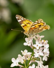 a butterfly on a branch of blooming lilac