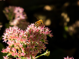 A bee collecting nectar from pink flowers.