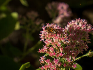 A bee collecting nectar from pink flowers.