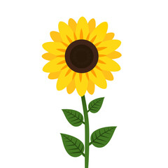 Vector sunflower with leaves illustration for decor, easter, sticker, clipart, print