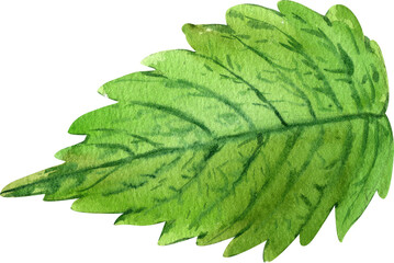 Green Shiso or aojiso, japanese leaf, vegeeterian,  hand-drawn watercolor painting illustration
