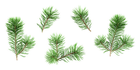 Set of twigs of christmas fir pine isolated on white