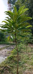 Obraz premium palm tree in the forest
