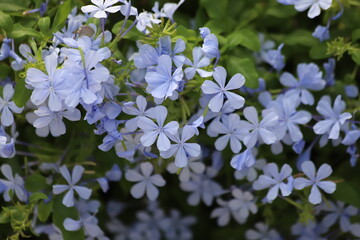 Plumbago auriculata. Cape plumbago also known as cape leadwort or blue plumbago.