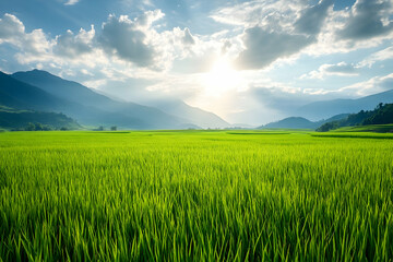 Fototapeta premium Green Rice Field Landscape with Mountains and Cloudy Sky - Realistic Image
