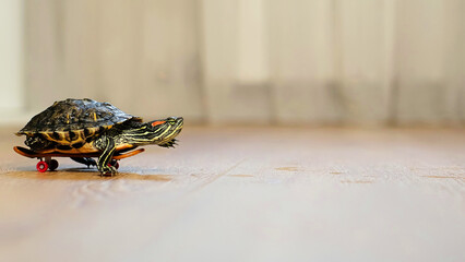 close-up shot of a turtle placed on a skateboard, rolling across a smooth wooden surface. The unusual combination creates a whimsical and imaginative moment indoors.