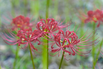 Red equinox flowers bloom, Autumn scenery in publich park